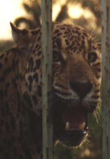 Un jaguar en visite
